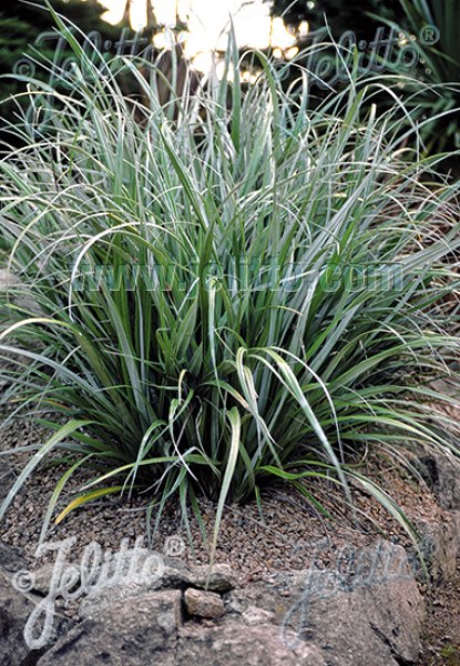 gab025 Astelia banksii